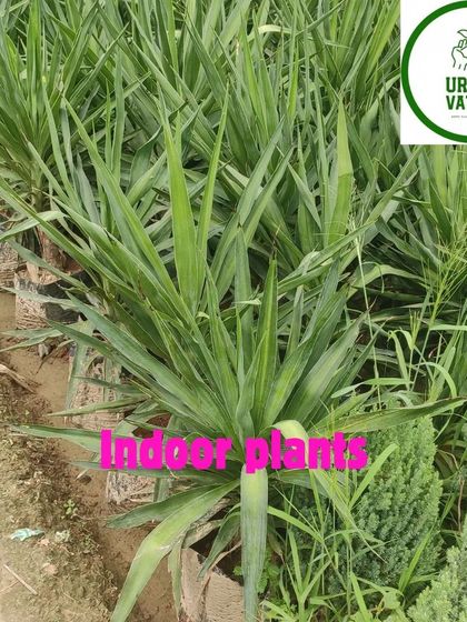 A row of Yucca plants, which are very hardy and great for bright spots.