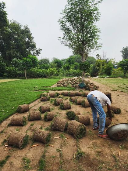 Delhi Gardner - Full-Service Landscaping Premium Lawn & Turf Solutions photo 6