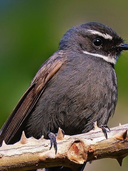 A detailed headshot of a White-throated Fantail. The sharp white eyebrow and throat patch stand out against its dark, sooty feathers, and the fine rictal bristles around its beak are clearly visible.