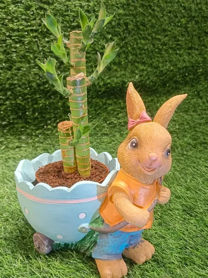A still shot of the bunny planter with a lucky bamboo plant, a perfect combination for a gift that brings good fortune.