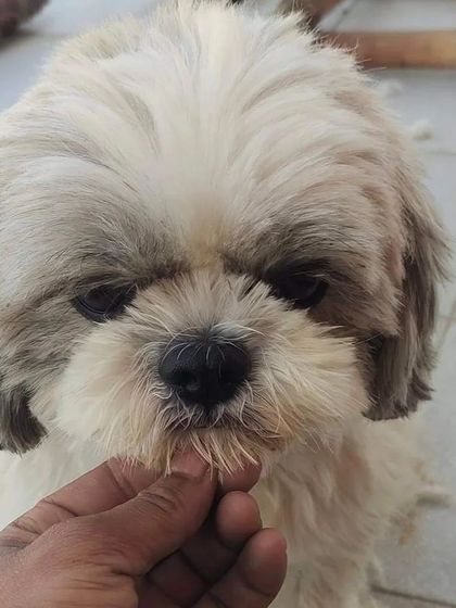 A closer look at the Shih Tzu before its haircut, showing the long fur around its mouth and eyes.