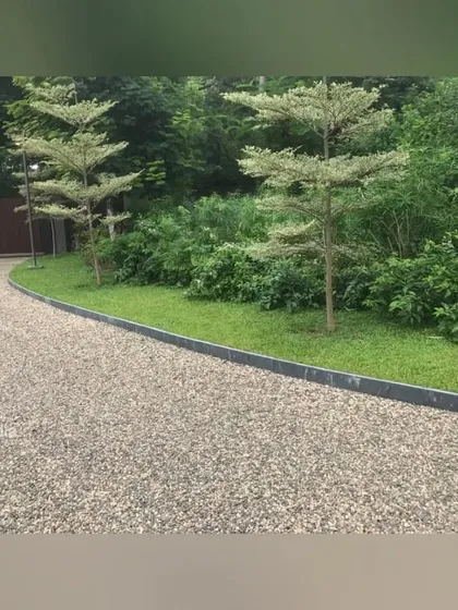 A gravel path edged with a clean black border. The simple materials are elevated by the beautiful backdrop of Terminalia trees and a lush green lawn.