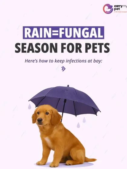 CarryMyPet - Pet Travel & Parenting Consultation Pet Parenting & Wellness photo 6