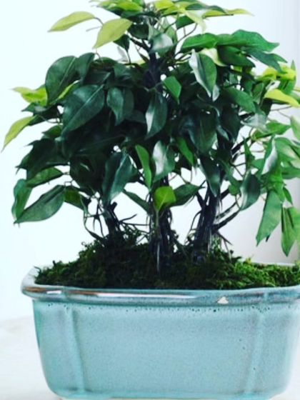 A small, artificial bonsai tree in a ceramic pot. It provides the intricate look of a real bonsai with zero of the difficult maintenance.
