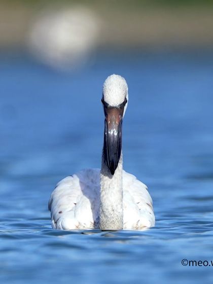 A flamingo resting in the water, looking straight at my camera. The direct gaze creates a strong connection and a very personal portrait.