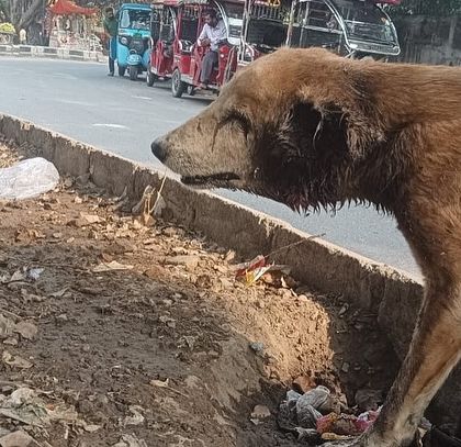 This old, sick dog is one of the many critical cases we have picked up in just the last few days. The costs for their treatment pile up, and we rely completely on donations to continue our work.