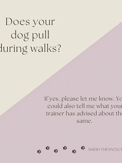 Aditi - In-Home Pet Sitting My Approach to Pet Sitting photo 6