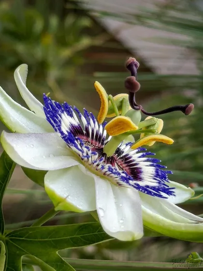 Another angle of the exotic Passion Flower, showing the water droplets on its petals. This shot highlights the flower's intricate layers and vibrant blue and white coloration.