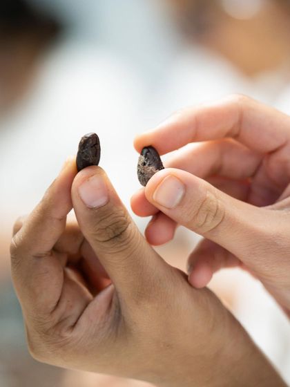 A student inspects roasted cacao beans, learning to identify the signs of a perfect roast by sight, smell, and touch.