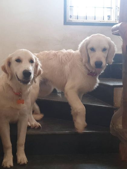 The Urban Dawg - Dog Training & Behavior Modification A Home Away From Home photo 8