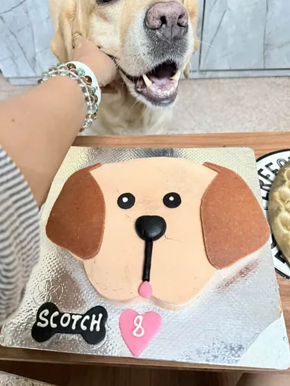 The best boy getting a celebratory pat. This custom Labrador cake was the star of the party, second only to Scotch himself.