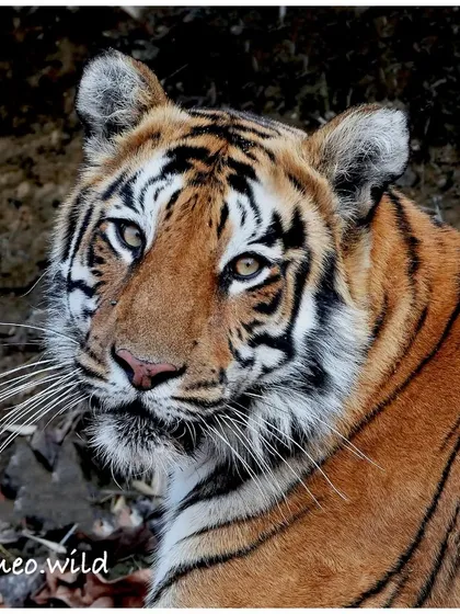 Another beautiful portrait of Choti Madhu. The soft light highlights the rich orange of her coat and the unique pattern of her stripes. Each tiger's stripes are like a fingerprint, and getting to know them is a privilege.