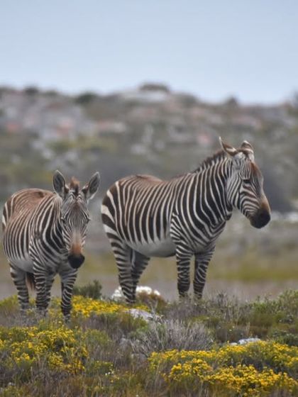 African Adventures photo 3