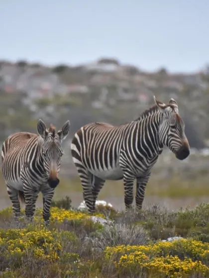 During a road trip through South Africa, we came across this pair of Cape Mountain Zebras. Seeing them in their natural, rugged habitat was a highlight and a reminder of how incredible our planet’s wildlife is.