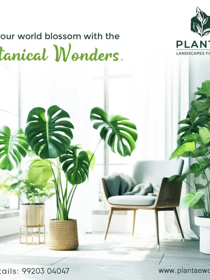 Let your world blossom with botanical wonders. This image showcases how curated plants like the Monstera Deliciosa and Fiddle Leaf Fig can transform a simple room into a stylish, vibrant, and light-filled living space.