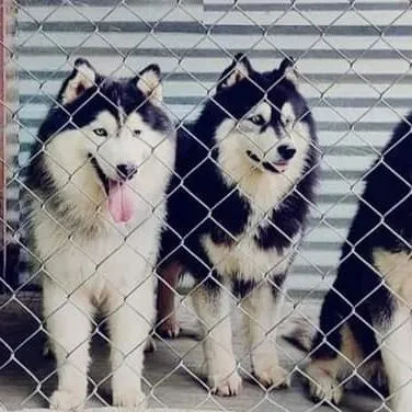 A glimpse of our happy Huskies in their boarding area. We maintain a high standard of cleanliness and safety in all our kennel facilities.