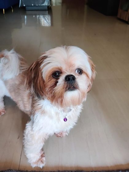 PL Paws - Dog Adoption Services Happy Tails: Our Adoptees in Their Forever Homes photo 119