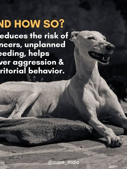 Cupa - Spay/Neuter & Animal Birth Control Our Dog Sterilization Program photo 14