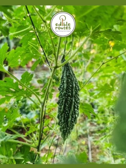 A bitter gourd, or karela, hanging from the vine. I grow these using organic methods, which I believe gives them a better taste and makes them incredibly healthy.