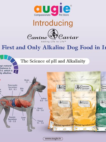 Augie Pets - Pet Supplies Fuel for Happy Hounds: Wholesome Dog Nutrition photo 24