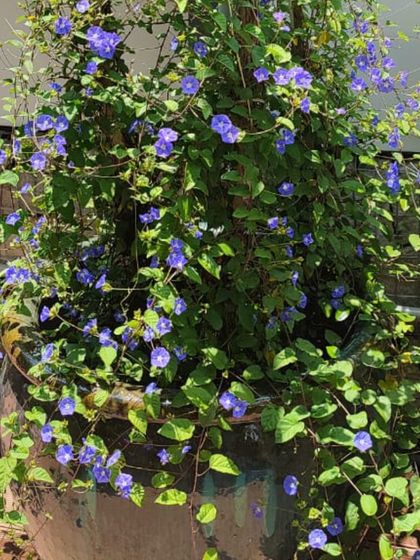 Neo Roots Design - Landscape Design & Execution Garden Styles & Plant Selections photo 3