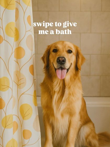 Here’s a happy Golden Retriever ready for his bath. We make the process easy and comfortable, turning your bathroom into a temporary spa. The result is a clean, fluffy, and happy dog, without any of the salon travel stress.