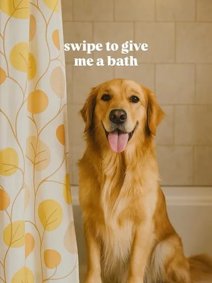 Here’s a happy Golden Retriever ready for his bath. We make the process easy and comfortable, turning your bathroom into a temporary spa. The result is a clean, fluffy, and happy dog, without any of the salon travel stress.