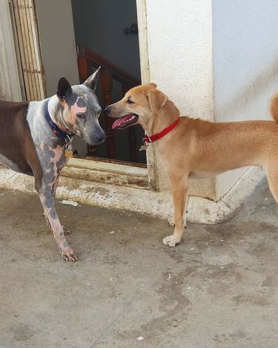 Dog Adoption Support