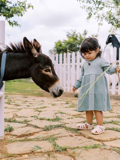 A little girl trying to feed a donkey. Her curiosity and the animal's gentle nature make for a sweet photo.