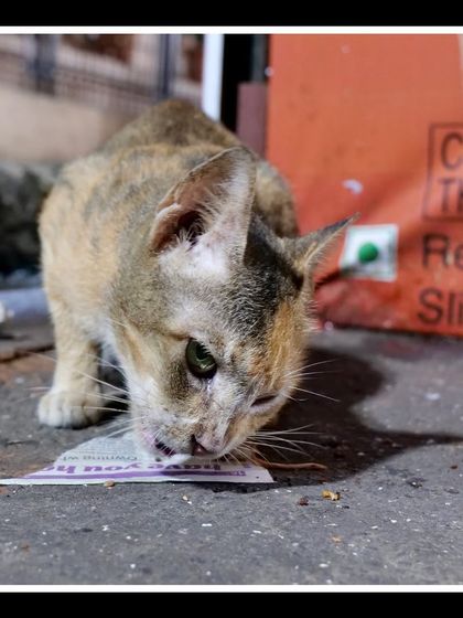 Manya Upadhyay - Travel & Documentary Photography Wildlife Encounters photo 34