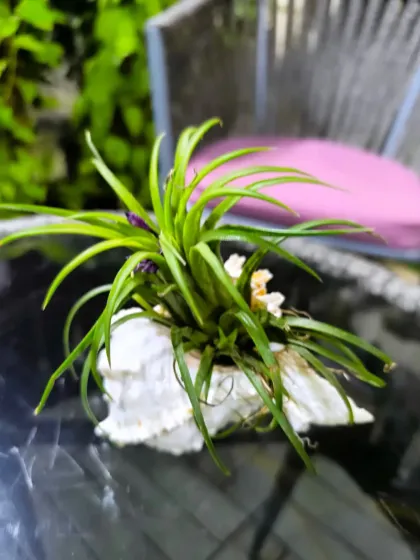For Women's Day, we have a stunning array of plants to delight the special women in your life. From mini landscapes and terrariums to elegant potted plants, a green gift is a gift of life.