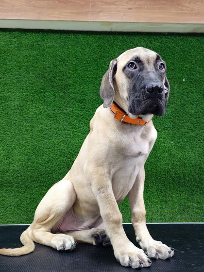 Pets Forever - Full Service Dog Grooming Large & Double-Coated Breed Care photo 13