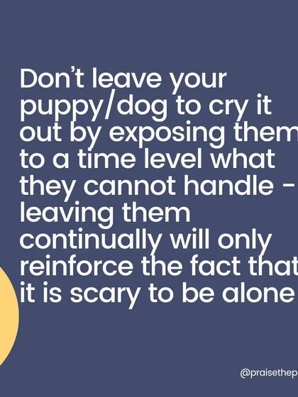 Never leave your dog to "cry it out." This doesn't teach them to be independent; it only reinforces that being alone is scary and that you won't come back to help them. This can make the anxiety much worse.