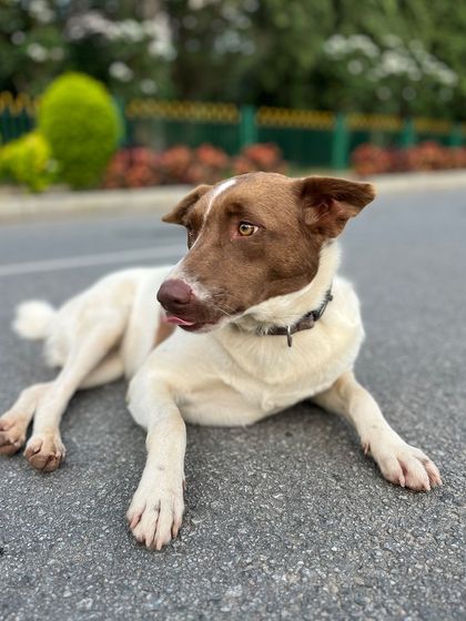 Road To Trail Club - Road Running Coaching (10k to Marathon) Our Pack: The Dog-Friendly Running Club photo 11