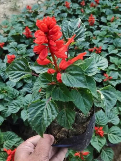 A Salvia plant with its spike of bright red flowers. These are great for adding vertical interest to your garden beds.