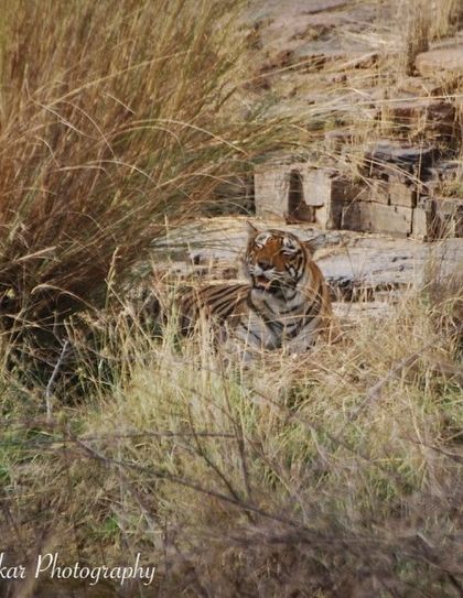 The Big Cat Diary: Tigers & Leopards photo 15