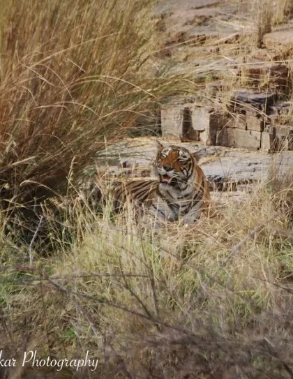 This is Krishna, Machli's daughter, photographed in Ranthambore in 2018. You can see the same strength and regality in her eyes that her mother possessed, carrying on the legacy of the queens of Ranthambore.