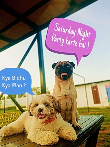 Fluffy Paws Pet Resort - Pet Cafe & Event Hosting Our Happy Place: Guests & Good Times photo 15