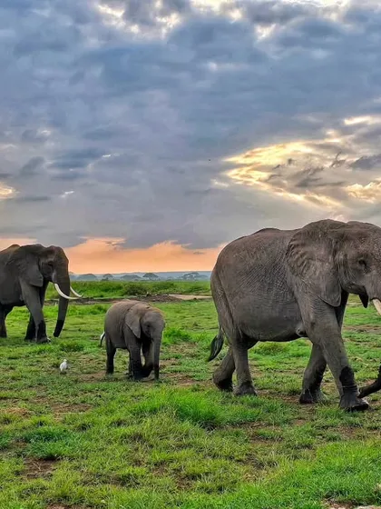 A herd of elephants, including several young calves, walking under a dramatic sky in Amboseli, Kenya.