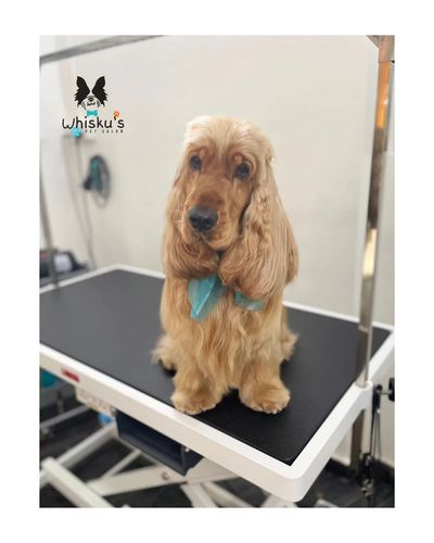Dog Grooming