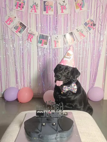This handsome black Labrador is celebrating his birthday with a custom black cake to match his beautiful coat.