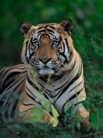 The legendary DM male of Bandhavgarh. This is the color version, but the original caption explains my thought process for converting images like this to black and white to focus on form and contrast.