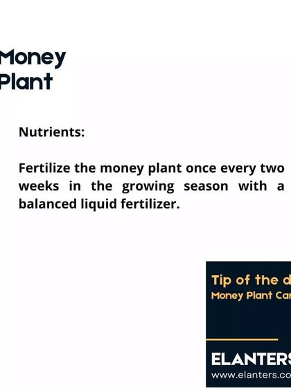 Expert Plant Care & Tips photo 35