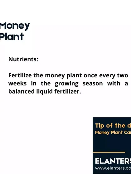Money Plant Care: Nutrients. To keep your Money Plant growing strong, I recommend fertilizing it once every two weeks during the growing season with a balanced liquid fertilizer.