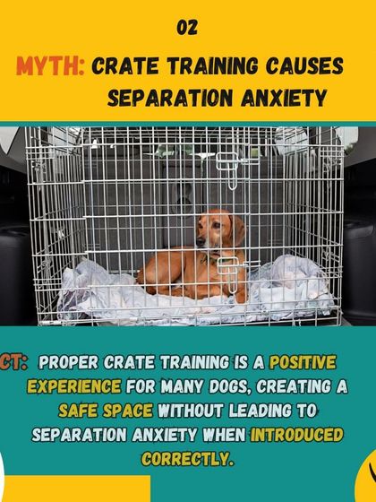 DogNation - Dog Training & Behavior Solving Common Behavior Problems photo 16