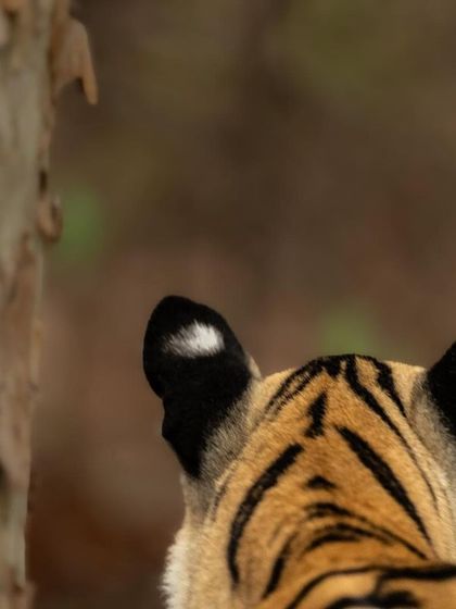 A close-up of the back of Naintara's head, showing the beautiful stripe patterns and the distinctive white spots on her ears. It's an unusual perspective that highlights details often missed.