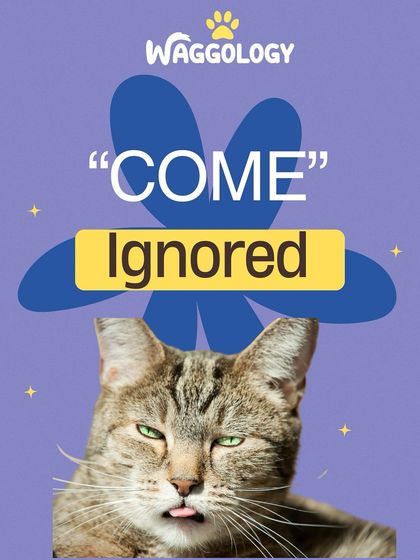 The 'Come' command for a cat? Often met with a look of complete indifference. We've all been there.