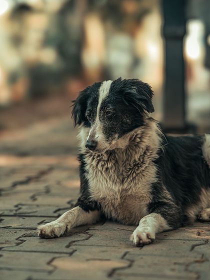 Garima Bhaskar - Photography Services The Soul of the Streets photo 33