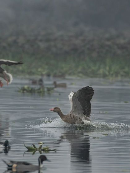 A Greylag Goose landing while another flies past.