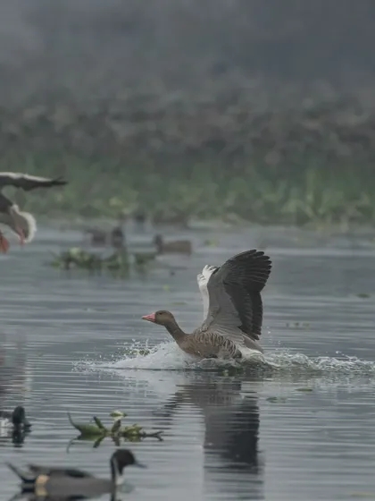 A Greylag Goose landing while another flies past.